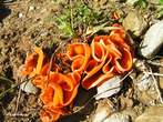 Aleuria auratia Aleuria auratia