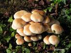 Agrocybe aegerita Agrocybe aegerita