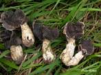 Helvella monachella Helvella monachella