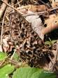 Morchella conica Morchella conica