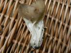 Helvella acetabulum Helvella acetabulum