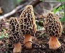 Morchella vulgaris 