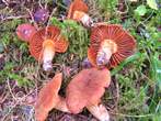 Cortinarius orellanus Cortinarius orellanus