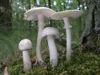 Amanita verna ou Amanite printaniere Amanita verna ou Amanite printaniere