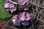 Gomphus clavatus Gomphus clavatus