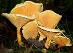 Hygrophoropsis aurantiaca Hygrophoropsis aurantiaca