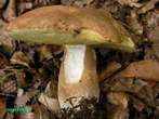 Boletus estivalis Boletus estivalis