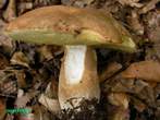 Boletus estivalis