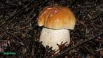Boletus édulis Boletus édulis
