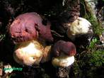 Boletus  pinophilus