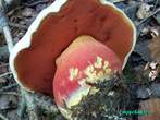 Boletus satanas Boletus satanas