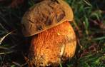 Boletus erythropus