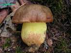 Boletus appendiculatus Boletus appendiculatus