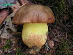 Boletus appendiculatus