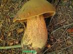 Boletus luridus Boletus luridus