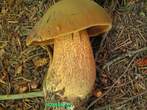 Boletus luridus