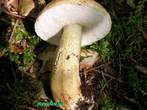 Tylopilus felleus Tylopilus felleus