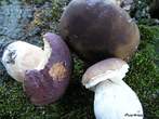 Boletus aereus Boletus aereus