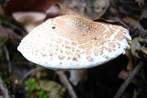 Lépiota josserandii Lépiota josserandii