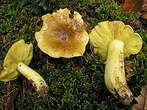 Tricholoma equestre Tricholoma equestre