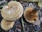 Paxillus involutus