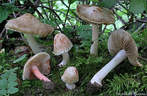 Inocybe patouilliardii Inocybe patouilliardii