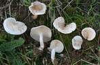 Clitocybe déalbata Clitocybe déalbata