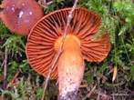 Cortinaire orellanus Cortinaire orellanus