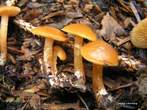 Galerina marginata Galerina marginata