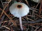 Lpiota cristata