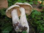 Entoloma lividum Entoloma lividum