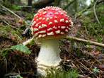 Amanita  muscaria