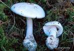 Amanite phalloïdes var: Alba Amanite phalloïdes var: Alba