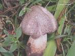 Tricholoma pardinum Tricholoma pardinum