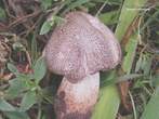 Tricholoma pardinum