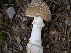 Amanite pantherina Amanite pantherina