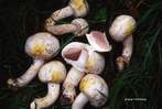 Agaricus xanthoderma Agaricus xanthoderma