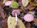 Mycena pura Mycena pura