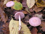 Mycena pura