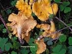 Cantharellus Cibarius