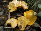 Cantharellus pruinosus Cantharellus pruinosus