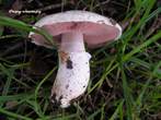 Agaric campestris