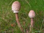 Macrolépiota procéra Macrolépiota procéra