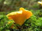 Chanterelle Chanterelle