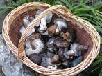 Hygrophorus marzuolus Hygrophorus marzuolus