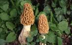 Morchella esculenta var: rotunda Morchella esculenta var: rotunda