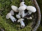 Calocybe gambosa Calocybe gambosa