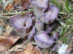 Chanterelle violette