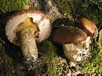 Suillus luteus