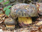 Boletus torosus